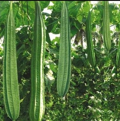 Ridge Gourd (Beerakaya)